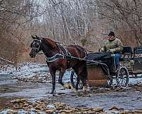 ranch-quarter-horse