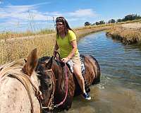 trail-riding-quarter-horse