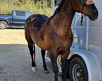 parade-gelding