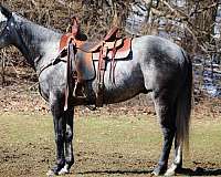 grey-none-horse