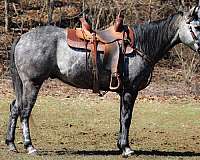 quarter-horse