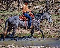 ranch-work-quarter-horse