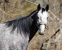 family-horse-quarter