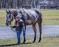 flashy-quarter-horse