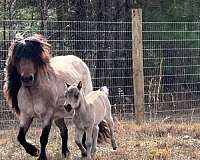 bay-roan-miniature-mare