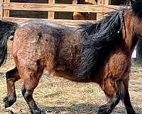 breeding-miniature-horse