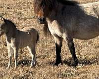 bay-roan-breeding-horse