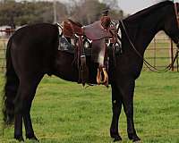 black-none-horse