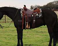 ranch-work-quarter-horse