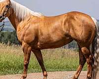 palomino-star-horse