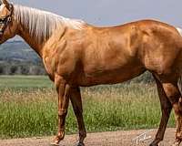 ranch-work-quarter-horse