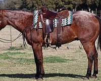 bay-roan-star-horse