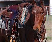 ranch-work-quarter-horse