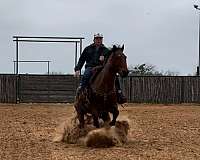 beginner-safe-quarter-horse