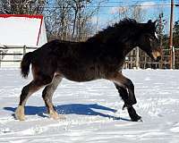 appaloosa-varnish-horse