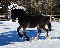 bay-roan-appaloosa-varnish-horse