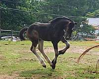 stonewall-draft-horse