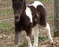 black-overo-therapy-horse