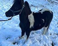 athletic-miniature-horse