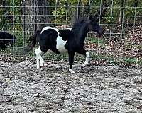 champion-miniature-horse