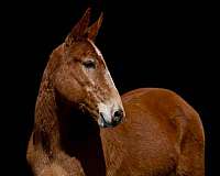 chestnut-star-horse