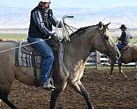 calf-roping-quarter-horse