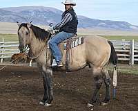 cowboy-mounted-shooting-quarter-horse