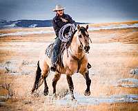 ranch-versatility-quarter-horse