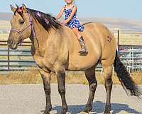 barrel-racing-quarter-horse