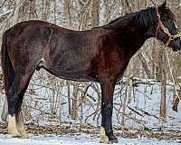 beginner-safe-quarter-horse