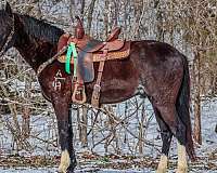 family-horse-quarter