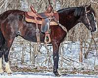 trail-quarter-horse