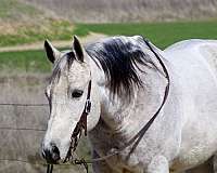 ranch-work-quarter-horse