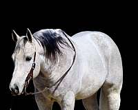 athletic-quarter-horse