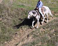 ranch-versatility-quarter-horse