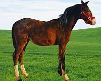 bay-filly-for-sale