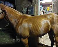 chestnut-blaze-horse