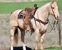 ranch-work-quarter-horse