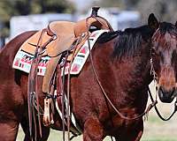 ranch-work-quarter-horse