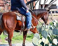 ranch-quarter-horse