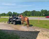 molly-mule-gelding