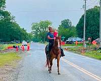 all-around-quarter-horse