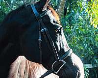 black-show-experien-horse