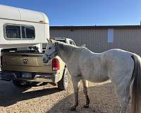 quarter-horse-gelding