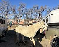 quarter-horse-for-sale