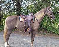 tennessee-walking-gelding