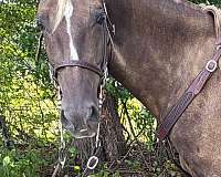 tennessee-walking-horse-for-sale