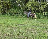 tennessee-walking-horse