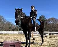 black-quarter-horse-gelding