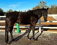 black-all-around-horse